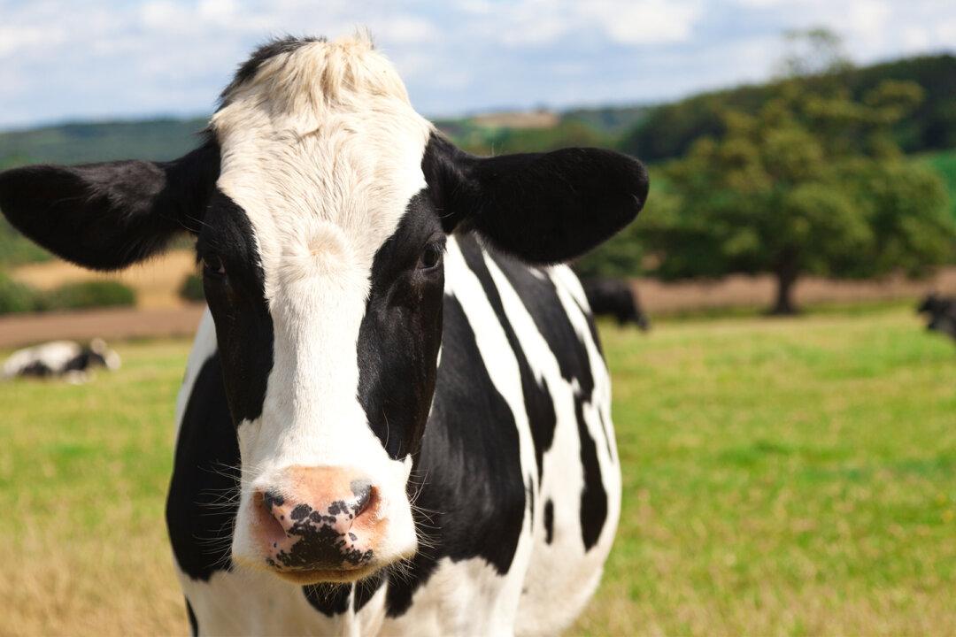 Sad Dog Separated From Cow Who Raised Him, Video Shows the Tear-Jerking Moment They Reunite Again