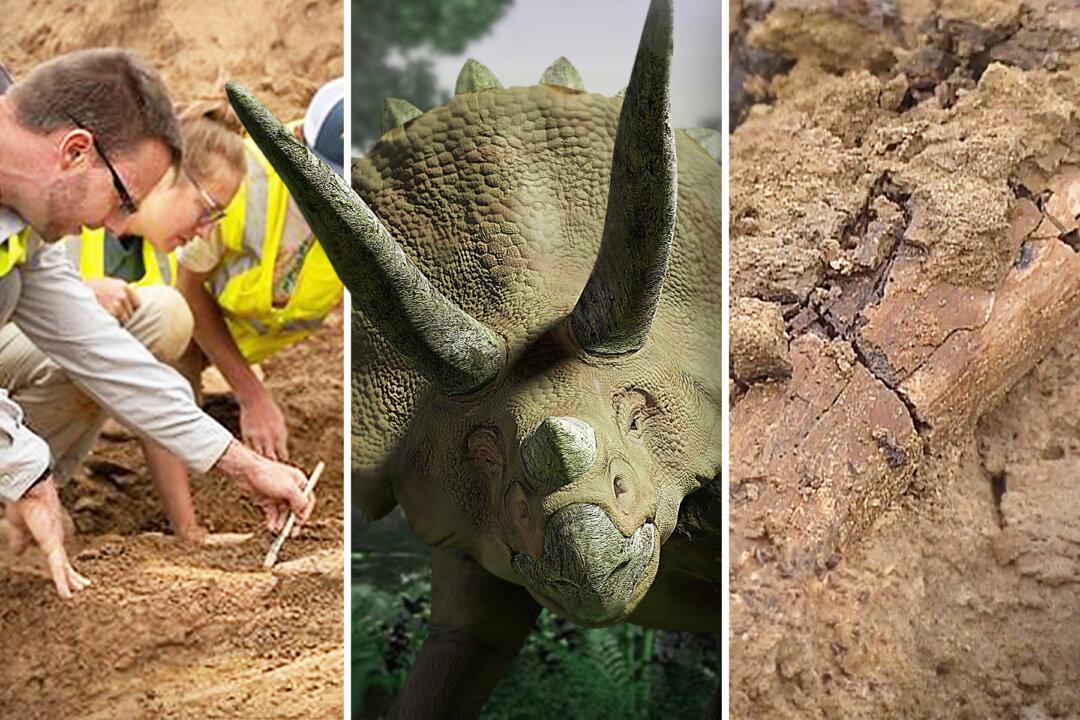 Scientists Unearth HUGE Adult Triceratops Skeleton From Denver Construction Site–68 Million Years Old