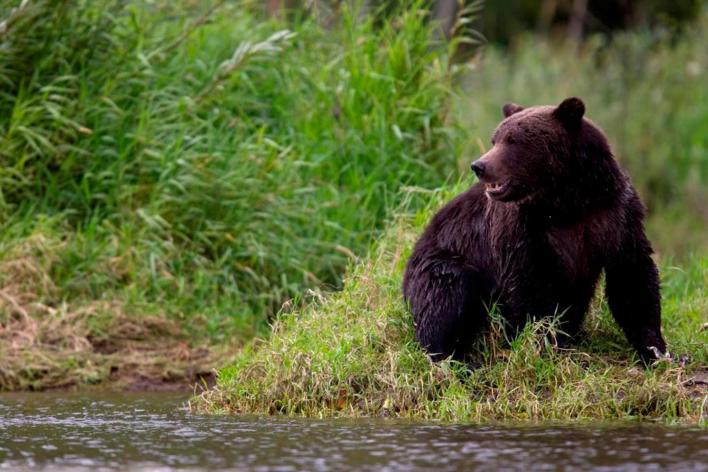 Second Banff Grizzly Dies After Being Struck by Vehicle: Parks Canada