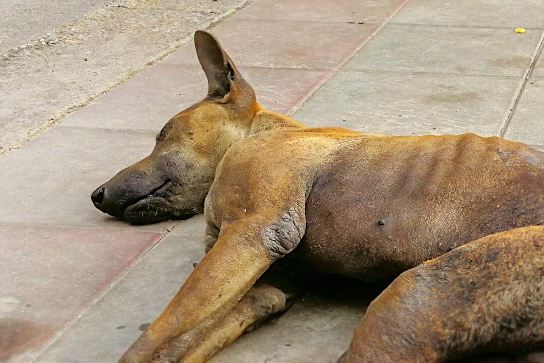 Woman Thinks It’s a Sick ‘Pup’ Near Her Home, Then Rescuers Reveal the Unexpected