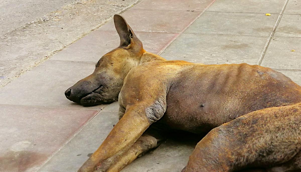 Woman Thinks It’s a Sick ‘Pup’ Near Her Home, Then Rescuers Reveal the Unexpected