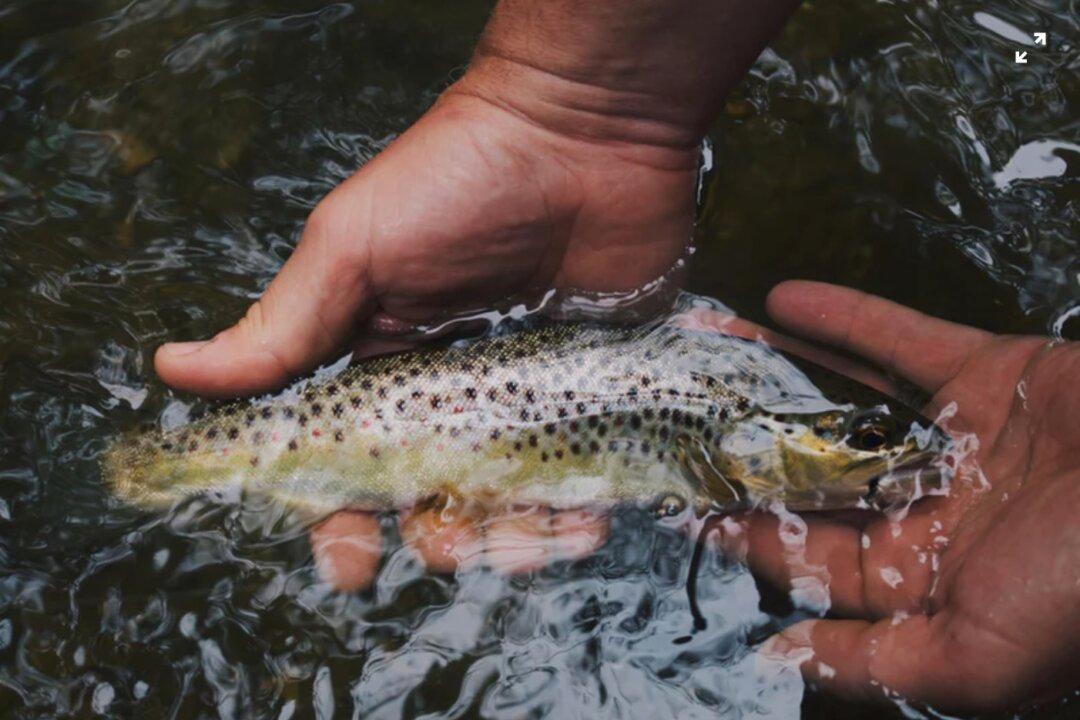 Mystery Solved of Trout With Wedding Ring Caught in Lake Michigan
