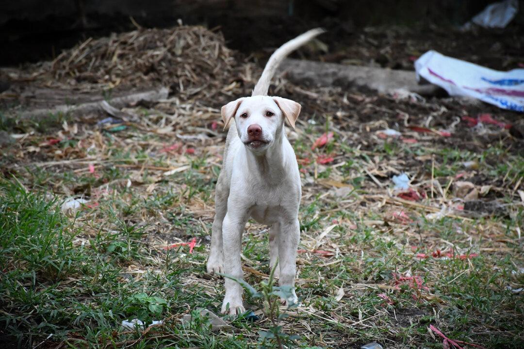 Dog Quietly Waits on Discarded Mattress After Owners Leave Him Behind With Trash