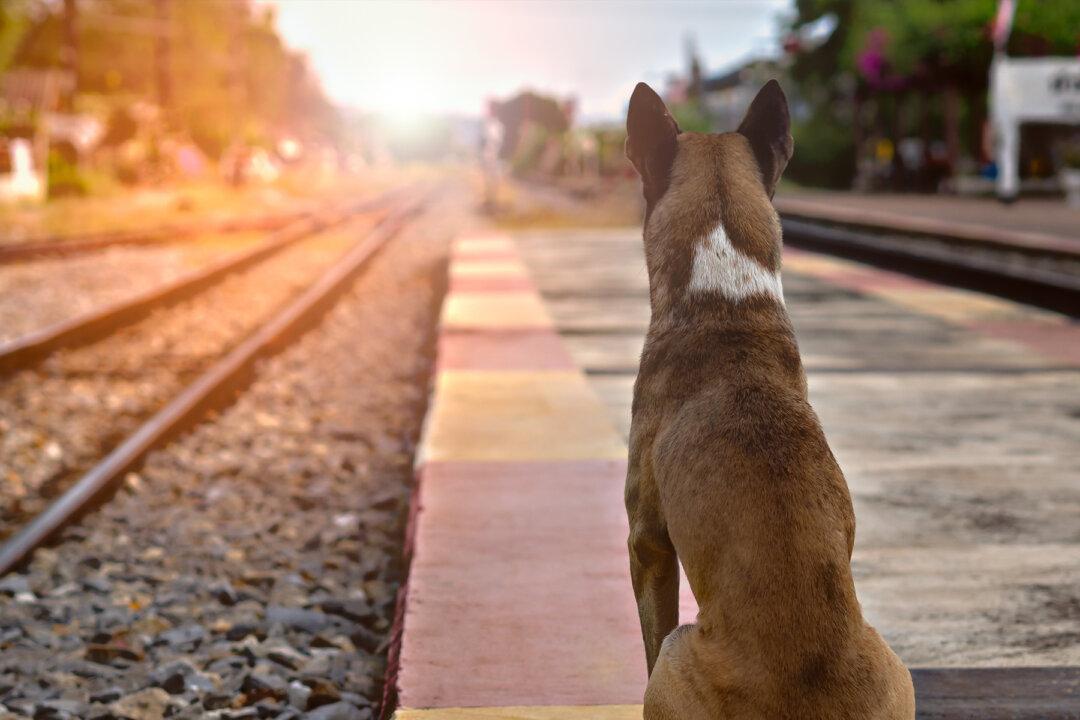 Crooked-Face Dog Was Marked for Death, Then Vet learns Sad Truth and Does What’s Right