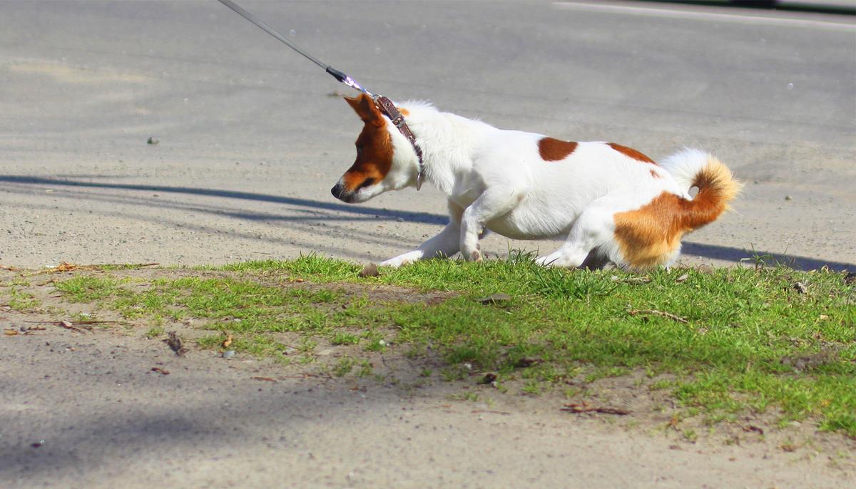 Scared Dog Is Dragged Into High-Kill Shelter by Family. A Day Later, Her Life Changes