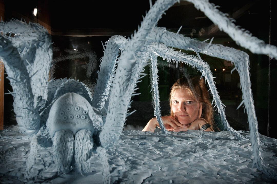Husband and Wife Spot Giant Spider Eating a POSSUM on Vacation in Tasmania