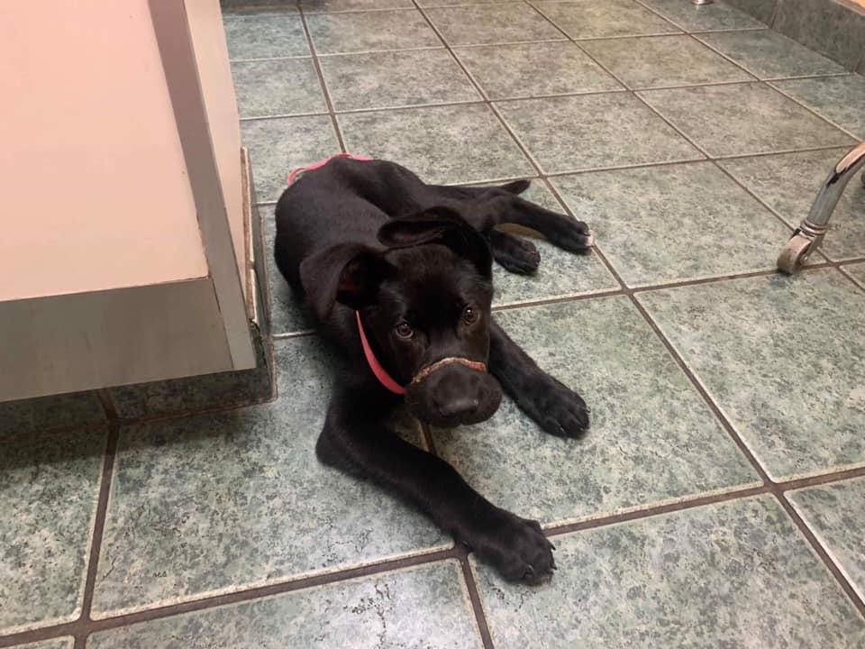A picture of Shadow with her injured snout. (Pic courtesy Celestial Zoo)
