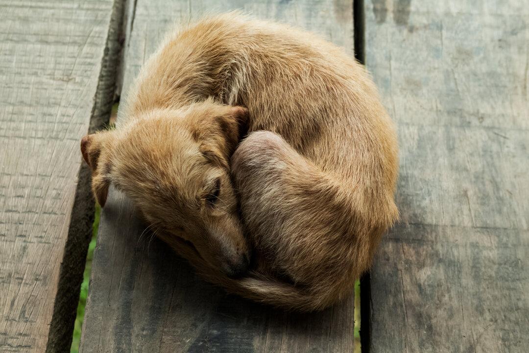Video Shows Woman Dragging a Bleeding Dog From Her Scooter, She Just Laughs It Off