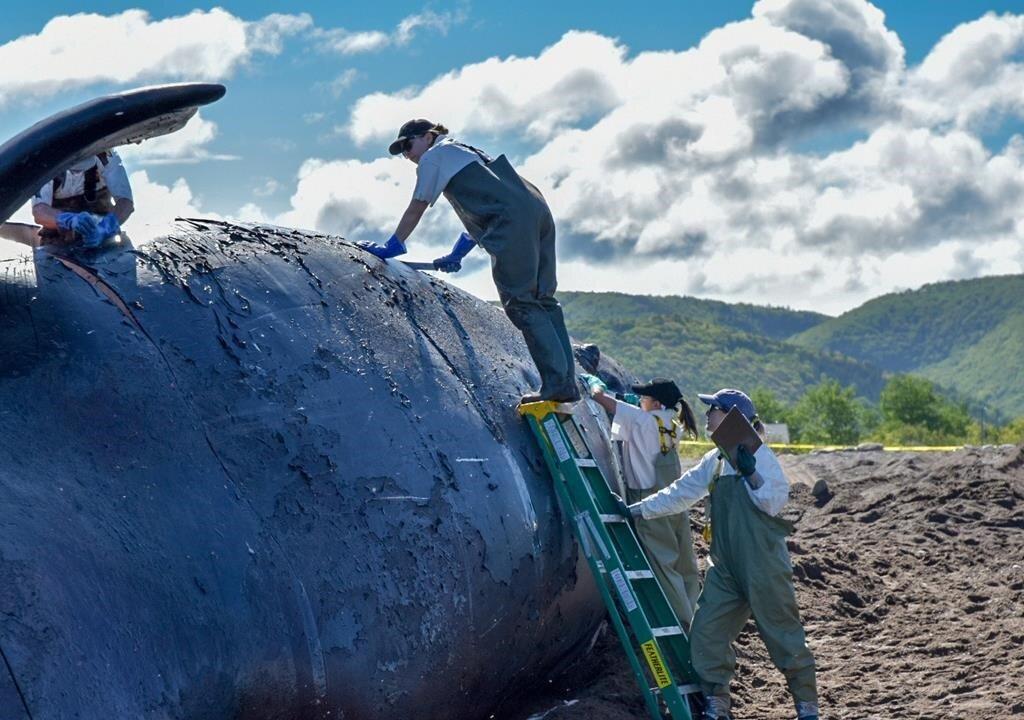 Latest Right Whale Deaths in the Gulf of St. Lawrence Alarming: Expert