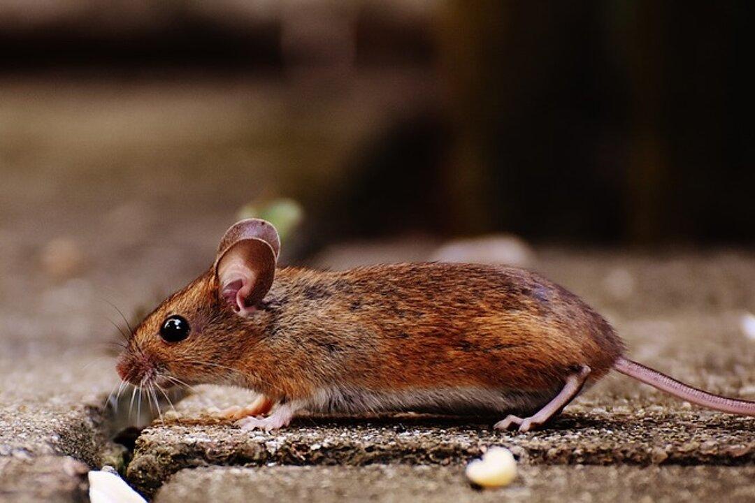 Woman Dies Due to Virus from Rodent Droppings, Officials Urge Vigilance