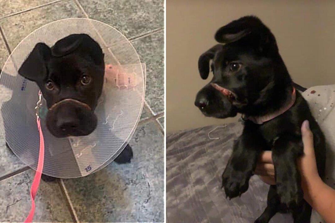 Woman Accused of Binding 3-Month-Old Pup’s Mouth for Barking Faces Felony Charges