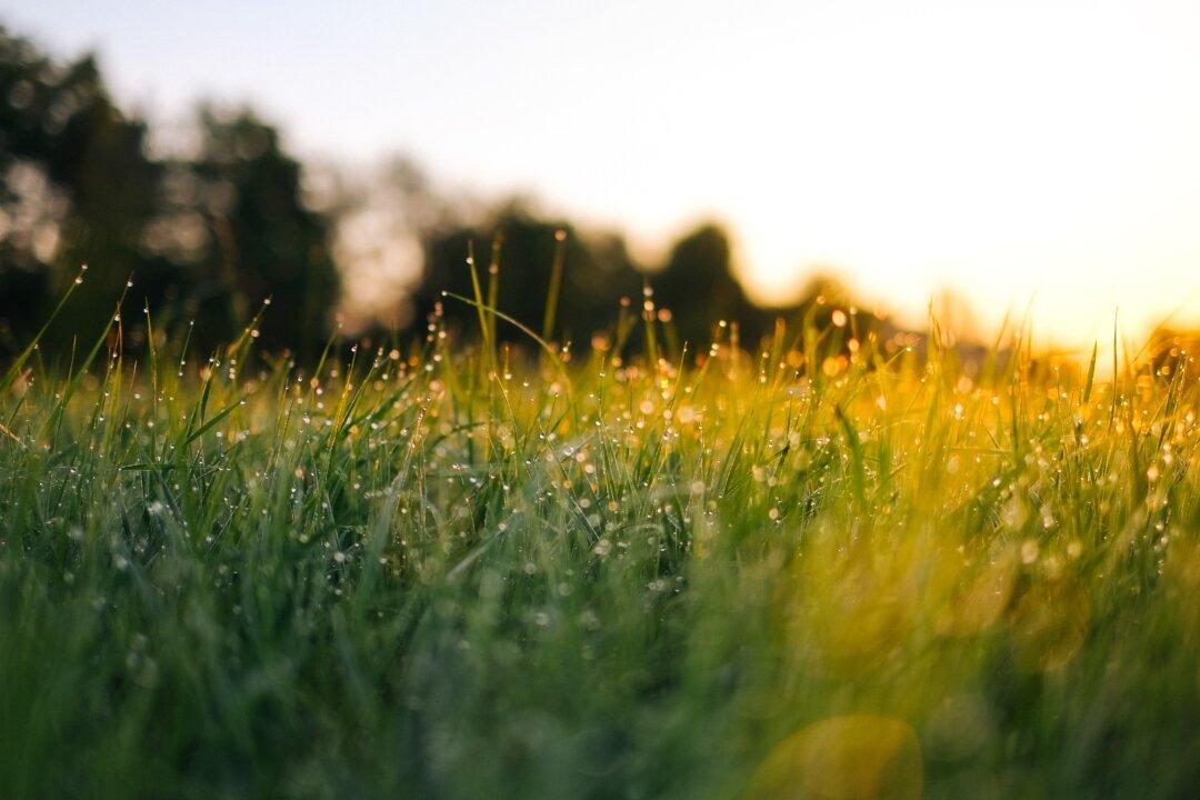 A Berkshire Journal: All Things Green and Growing