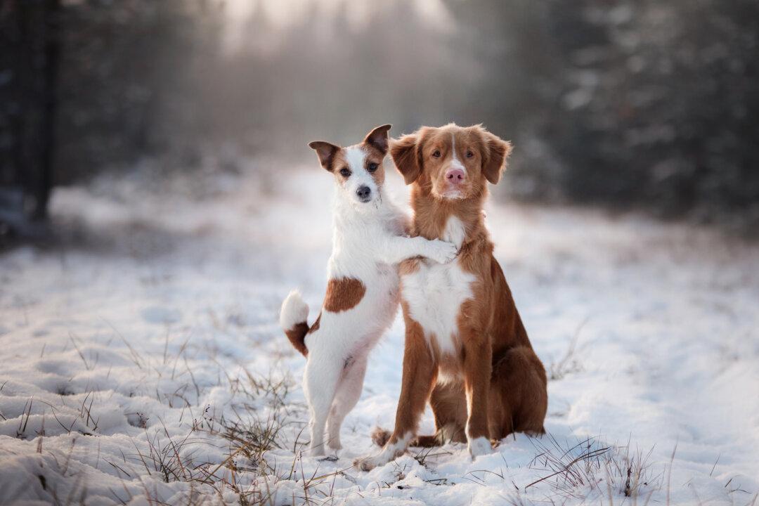 Pair of Dogs Bonded at a Shelter & Won’t Leave Each Other’s Side–Then Their Photo Went Viral