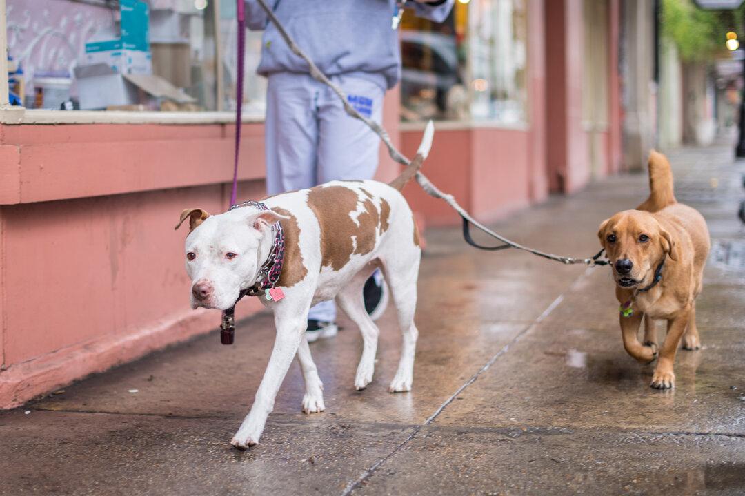 Nearly 600 Pit Bulls & Roosters Seized From Animal-Fighting Raid, Suspect in Custody