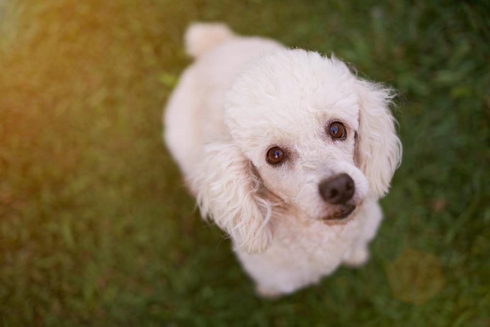 The Summer We Forgot the Poodle