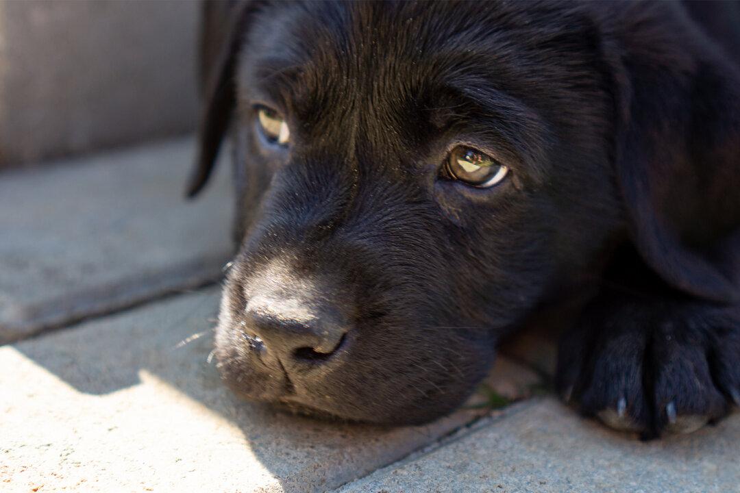 Woman Taped Dog’s Mouth Shut As a ‘Joke,’ but Judge Didn’t Think It Was Funny