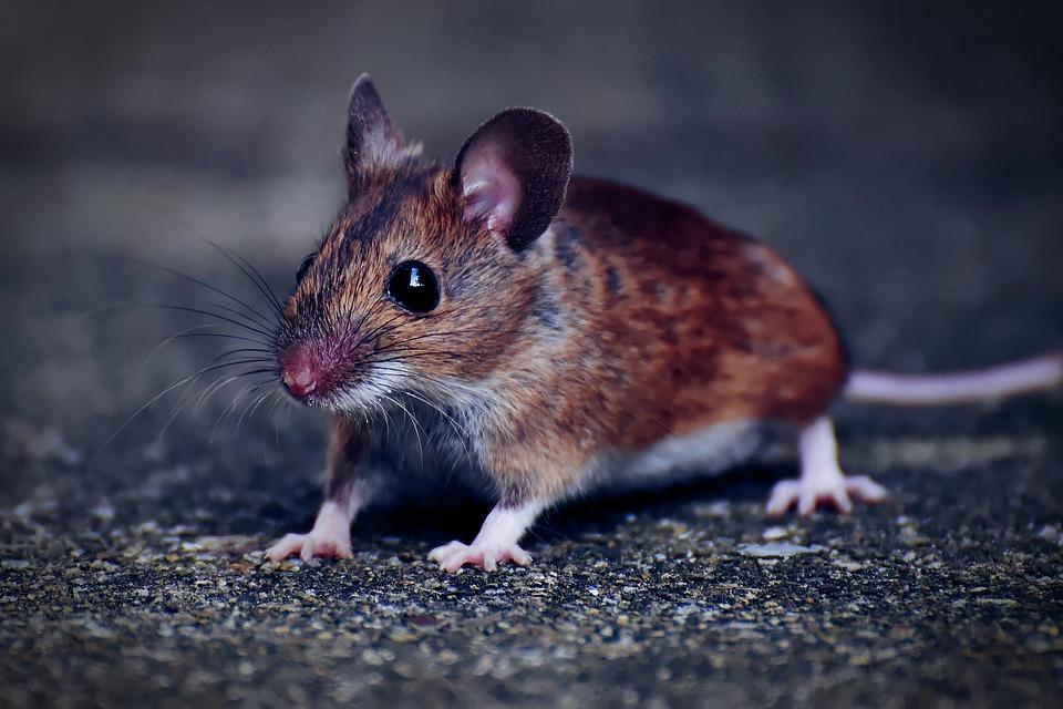 NSW Govt Brings Back Strongest Rodent Pesticide to Combat Mouse Plague