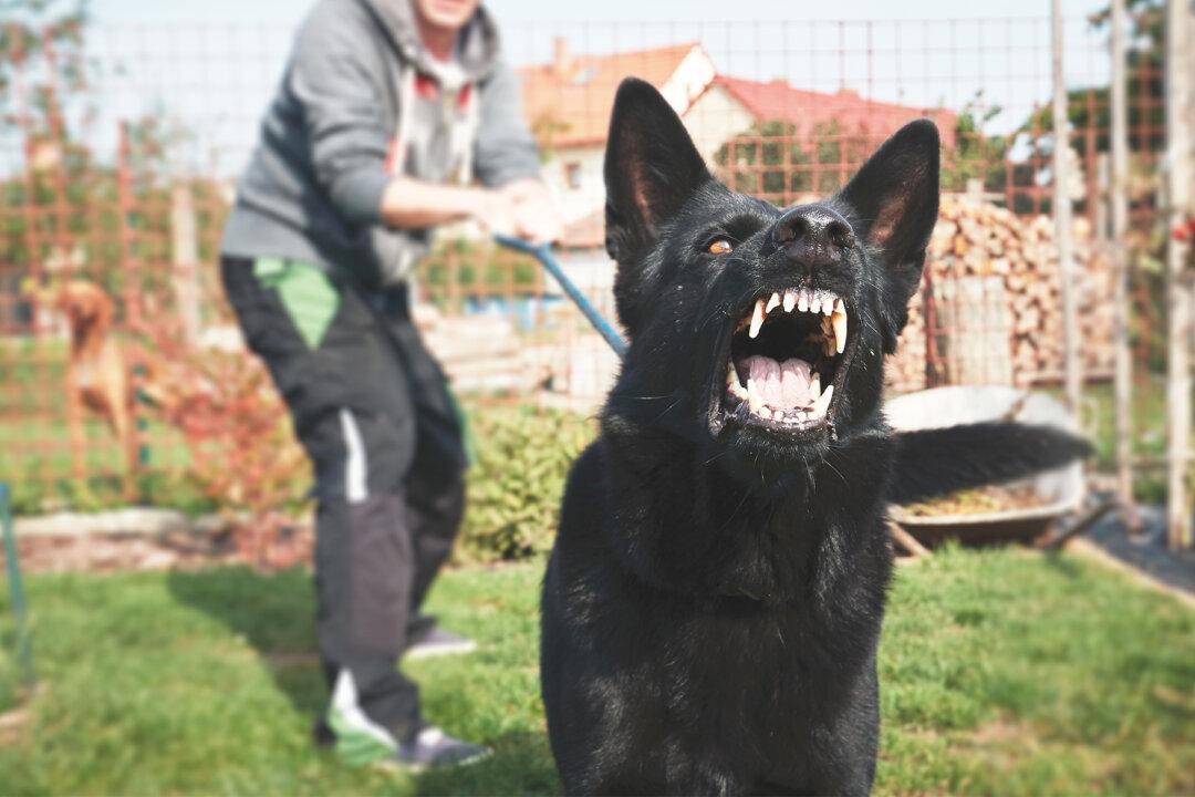 Dog Is Aggressive Toward Babysitter, Then Parents Set Up Camera and Find Out Why
