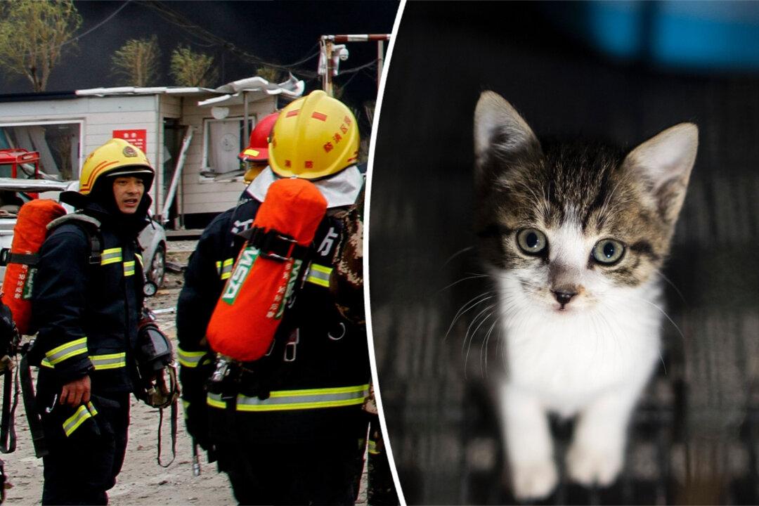 Man Suspects Something Creepy and Slithery in His Roof, Firefighters Find Something Cute and Cuddly
