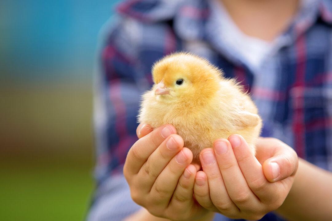 6-year-old Boy Gets Awarded After Bringing Chicken He Accidentally Ran Over to Hospital