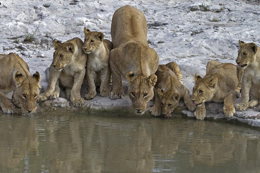 108 Mangy Lions Found in Abandoned Breeding Facility in South Africa, Bred for Their Bones