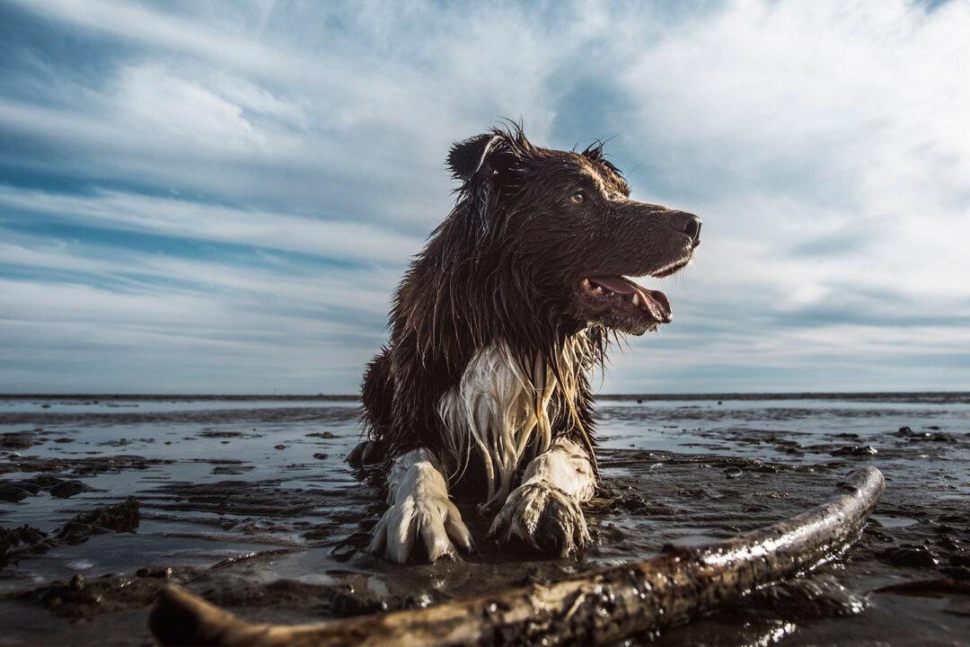 Everyone Ignored Paralyzed Dog Dragging on Beach, Then Model Saw Its Extreme Condition
