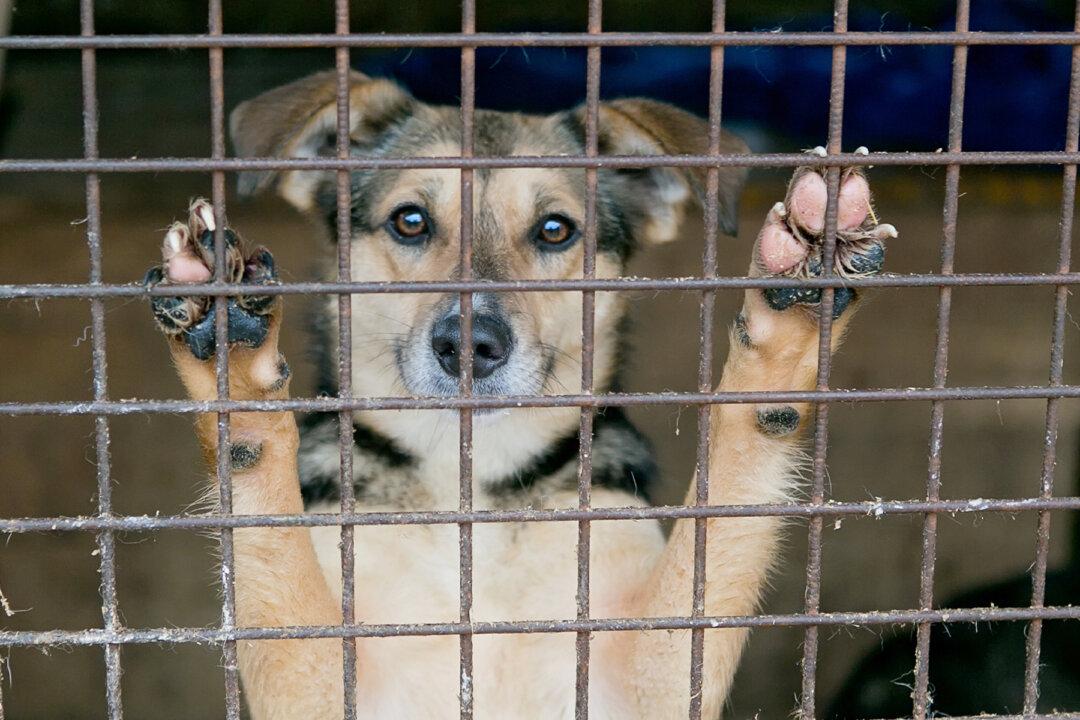 Scared Dogs Left Caged on Sidewalk With Trash After Owner Gets Evicted From House