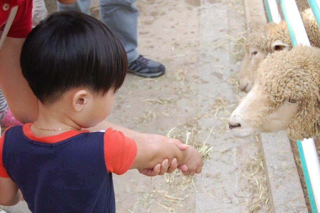 2-Year-Old Dies Due to E. Coli Infection Caught From Animals He Petted in Carnival Zoo