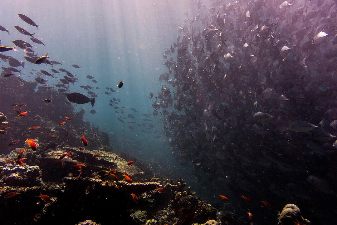 Husband and Wife Die During Dive in Lake Michigan
