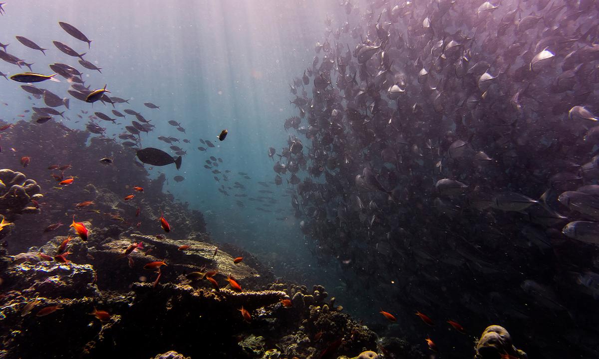 Husband and Wife Die During Dive in Lake Michigan
