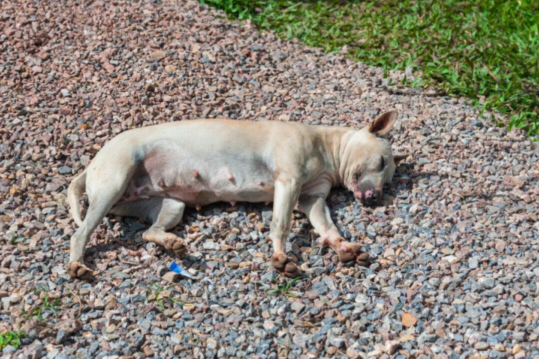 One Puppy Dies and Three Critical After Owner Leaves Them Without Water in Hot Sun