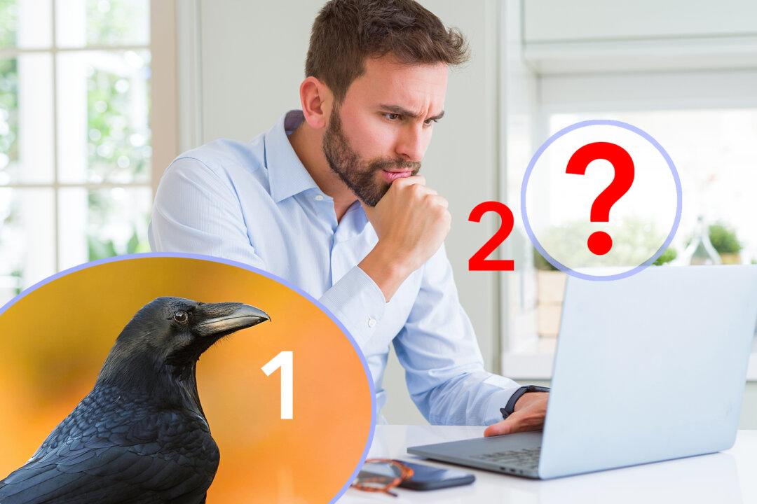 Most People See a Black Crow in This Picture–but Can You See What’s Really There?