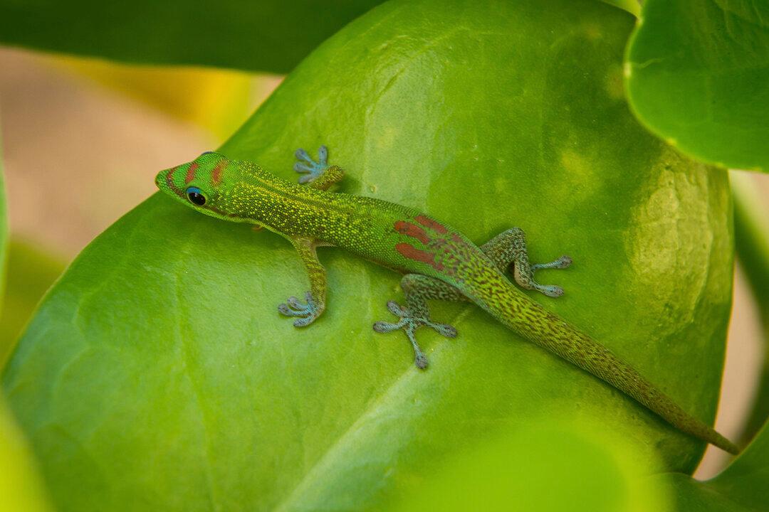 Australian Dad Dies Agonizing Death Ten Days After Allegedly Eating Lizard at a Party