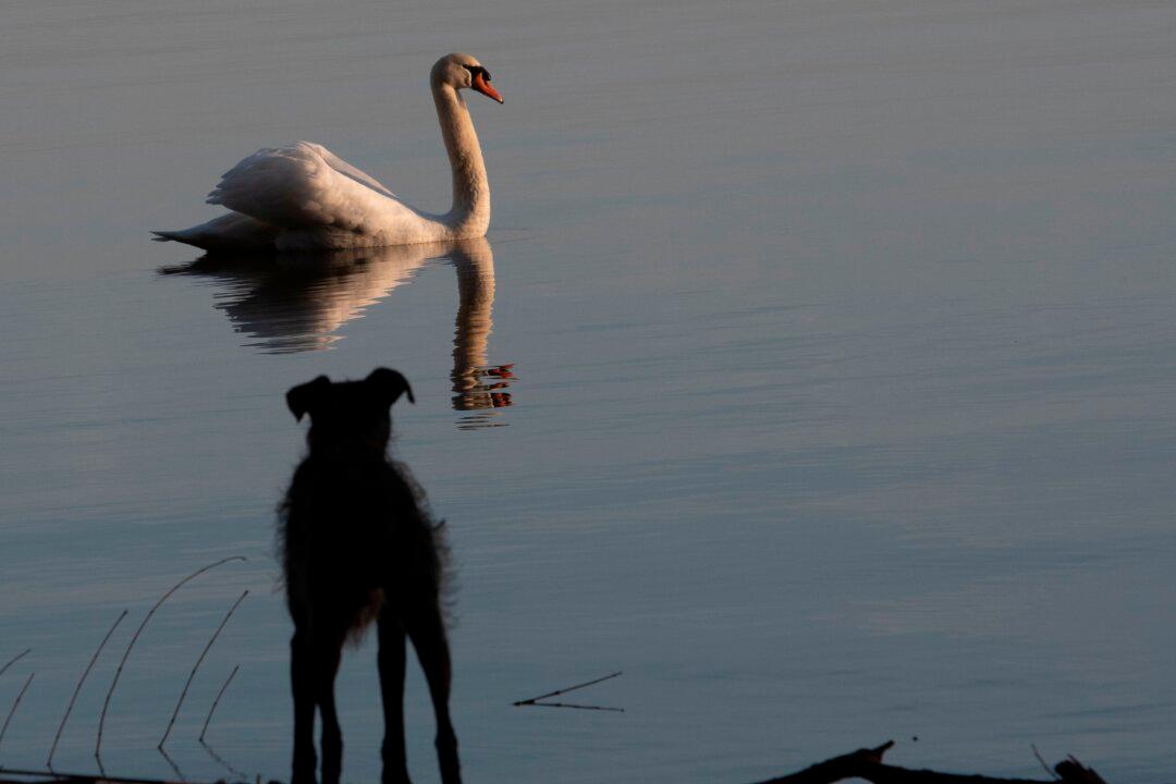 Swan Kills Cocker Spaniel in Dublin Park