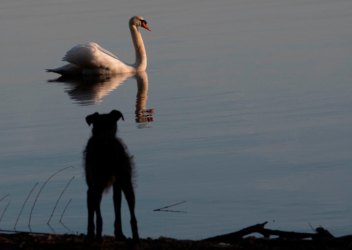 Swan Kills Cocker Spaniel in Dublin Park