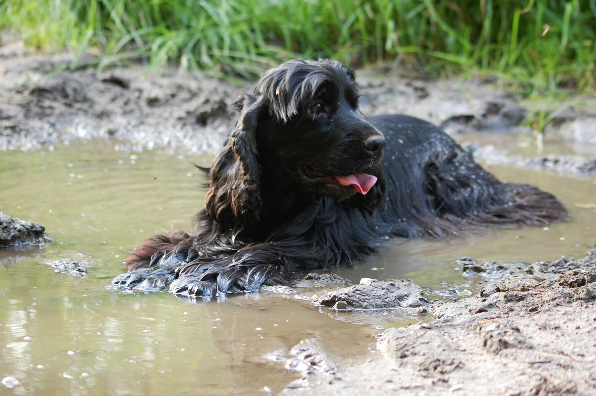 Warning: Dog Died 30 Minutes After Eating Blue-Green Algae, Says Owner