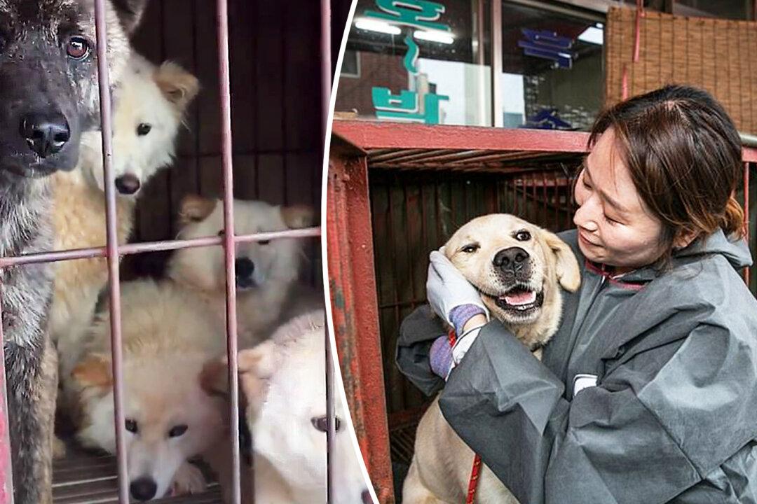 85 Dogs Freed From Notorious Dog Meat Market by Charity Workers in South Korea