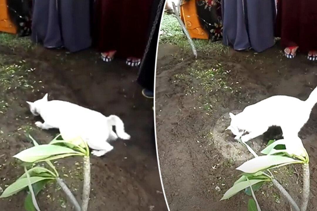 Cat Appears During Man’s Funeral Acting Strangely, Then Grandson Starts Filming