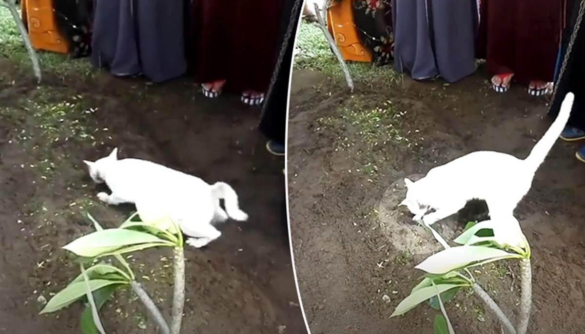 Cat Appears During Man’s Funeral Acting Strangely, Then Grandson Starts Filming
