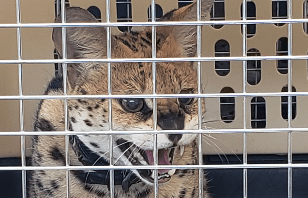 Exotic Cats Kept in Dark, Dirty Trailers Seized From B.C. Breeder
