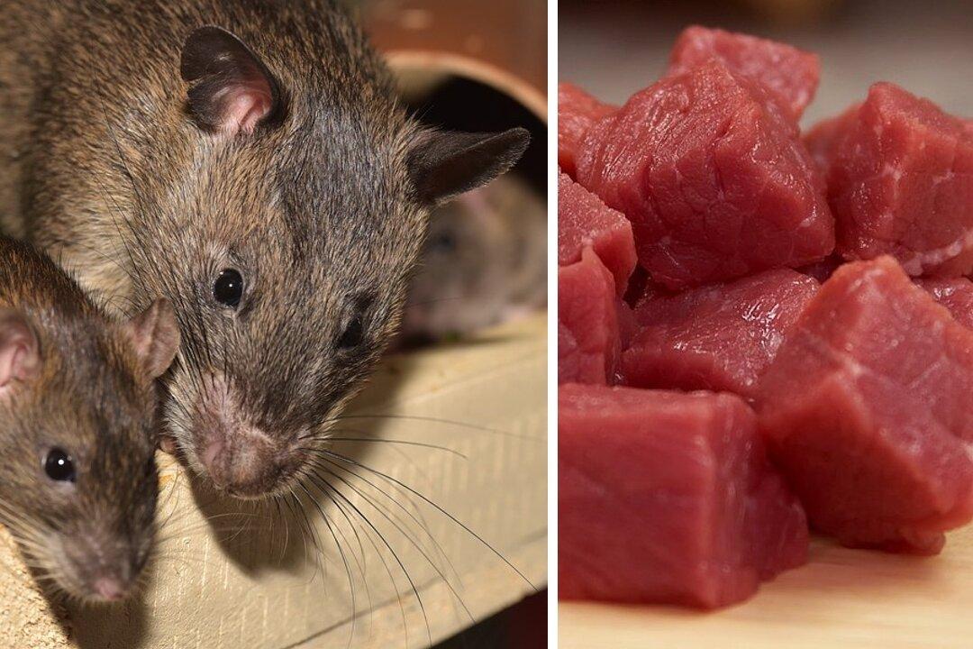 US Customs Seize 32 Pounds of African Rat Meat at Chicago Airport