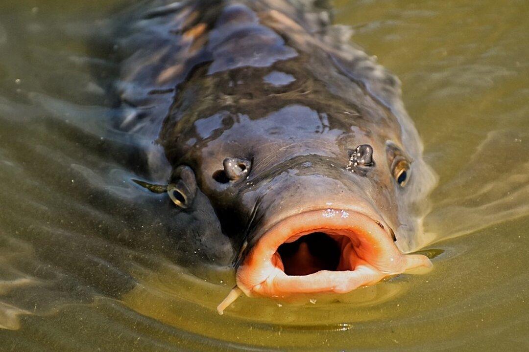 Man Catches World’s Biggest Carp After Exhausting 80-minute Long Battle