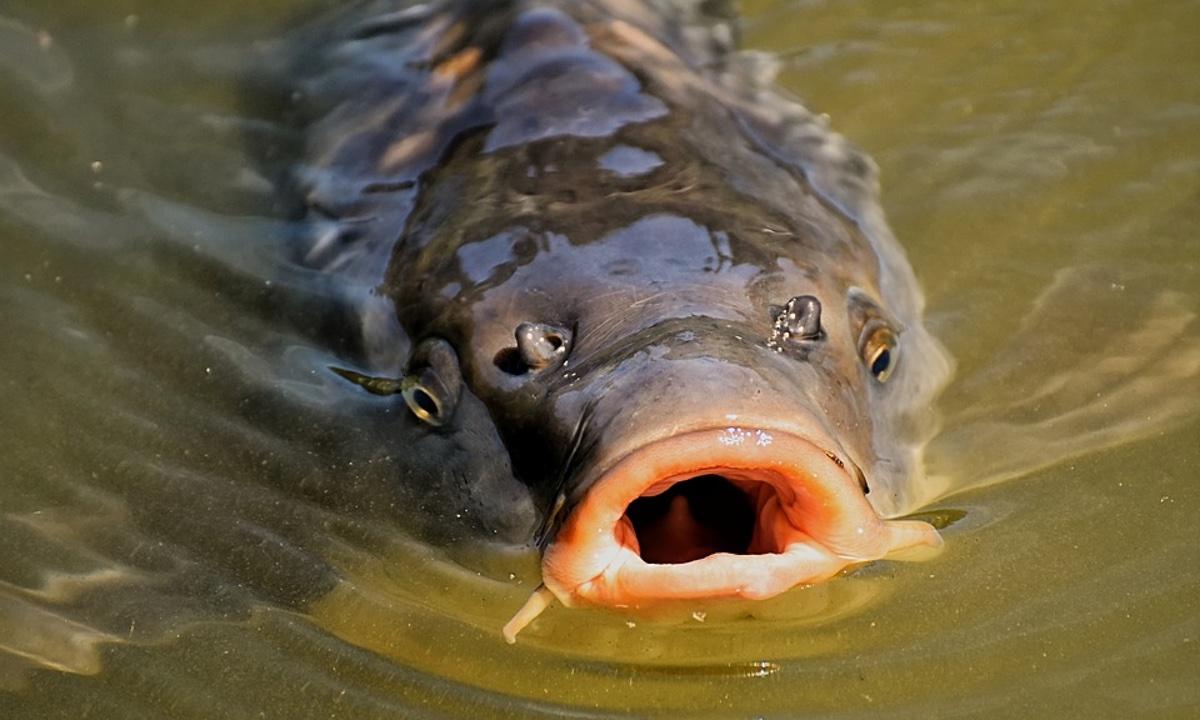 Man Catches World’s Biggest Carp After Exhausting 80-minute Long Battle