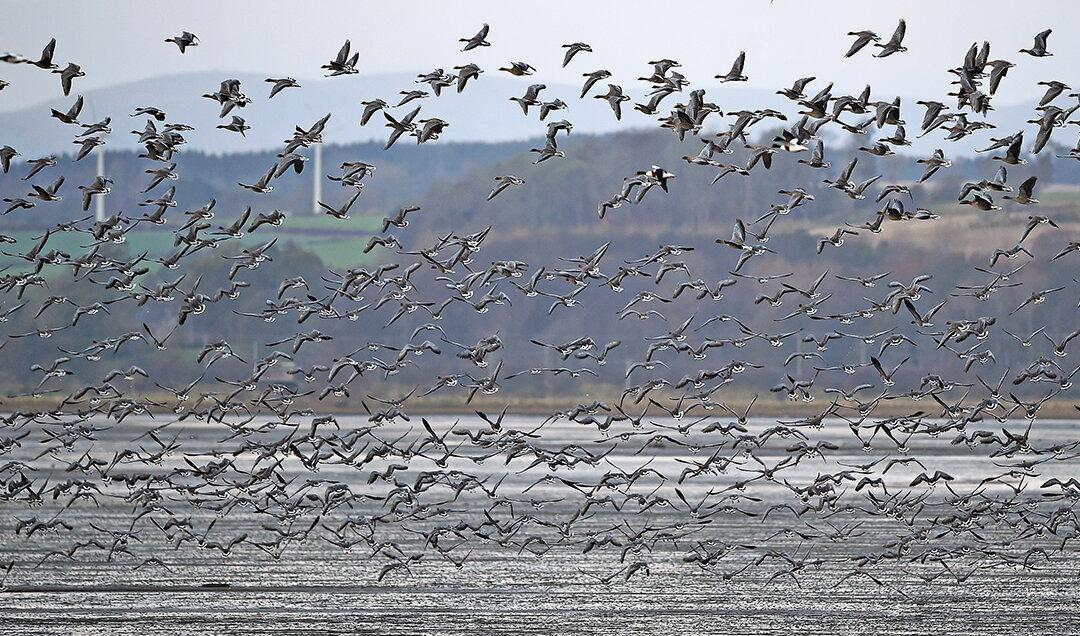 Wild Geese to Be Killed and Eaten as Part of City’s Park Clean Up Plan
