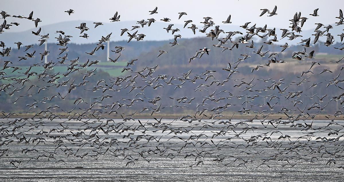 Wild Geese to Be Killed and Eaten as Part of City’s Park Clean Up Plan