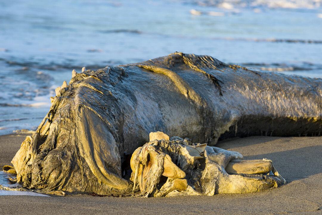 Sea Beast Washed Up on Shores, It’s Like Real-Life Falkor From ‘The Neverending Story’