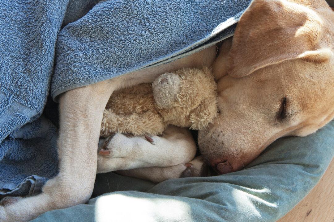 Photo of Homeless Dog Clinging to Teddy Bear Goes Viral, Leaving People Sad and Outraged