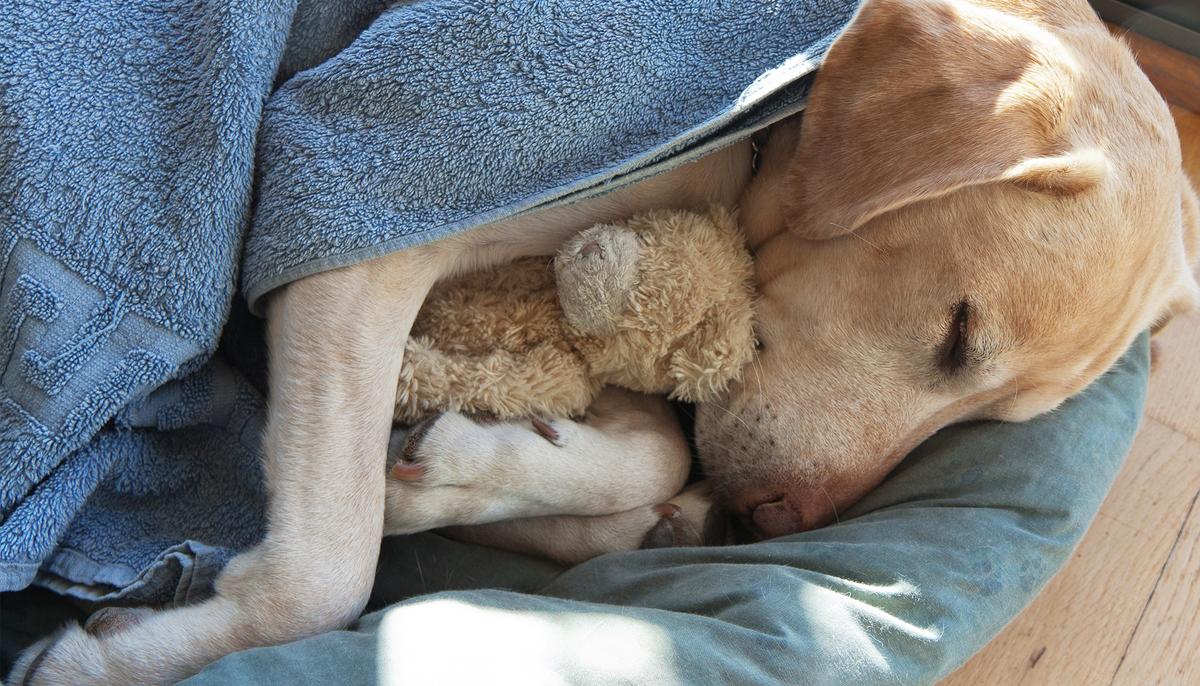 Photo of Homeless Dog Clinging to Teddy Bear Goes Viral, Leaving People Sad and Outraged