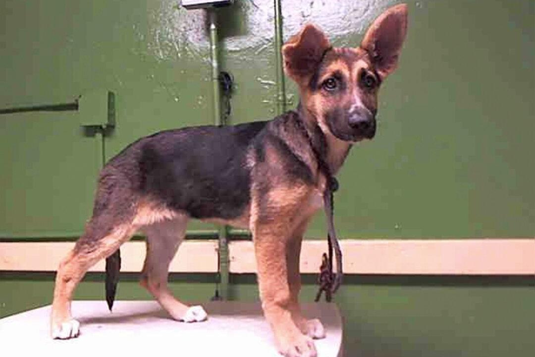 3-Month-Old Abandoned Pup Cries As Family Walks Away After Dumping Her at Kill Shelter