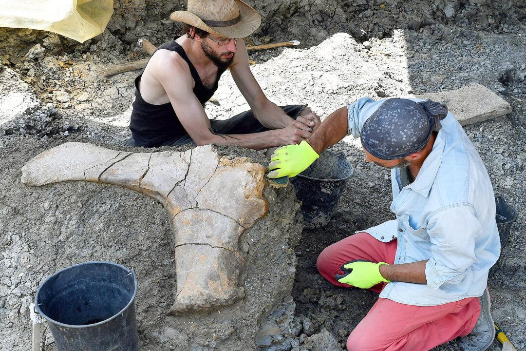 California College Student Unearths 65-Million-Year-Old Dino Skull–Here’s What Species it Was